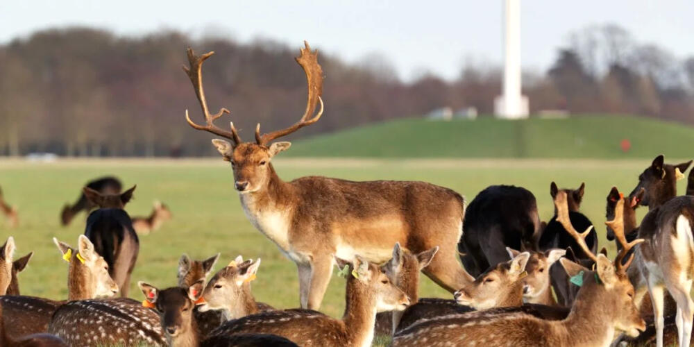 Phoenix Park - Deers